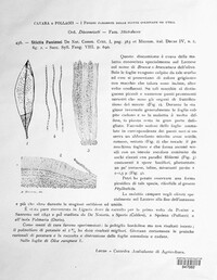 Marthamyces panizzei image